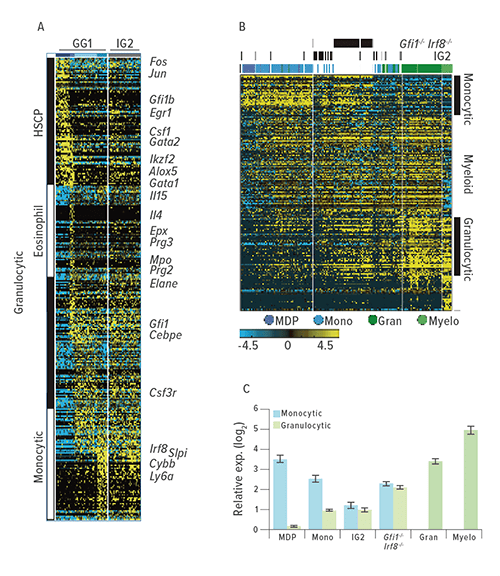 These figures describe how a research team “trapped” a rare myeloid transition state during the blood cell development process by removing counteracting determinants. A: Shows the outcome of ICGS-based scRNA-Seq analysis of GG1 and IG2 cells. Known hematopoietic regulators and markers are indicated to the right). B: HOPACH clustering of WT, IG2 and Irf8−/−Gfi1−/− GMPs based on ICGS-delineated genes, with indicated myeloid cellular states shown to the right. C: Monocyte or granulocyte gene enrichment analysis compared the median expression value of a gene within cells of designated group to its median value in all cells. Average fold change (log2 ± SEM) was determined for monocytic or granulocytic genes.